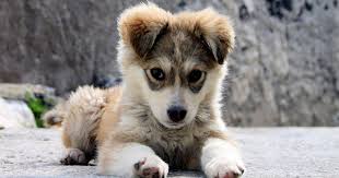 Pets have been constant companions — easing our grief and fears. Coronavirus Locked Down And Lonely Indians Are Adopting Long Distance Pets