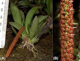 Image result for Oberonia