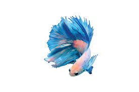 Betta Care Sheet