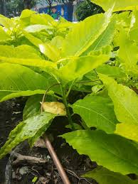 Image result for Pisonia