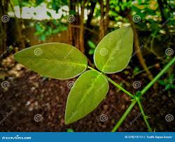 Image result for Desmodium incanum