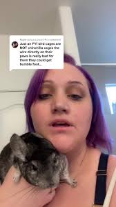 Chinchilla Bumblefoot