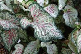 Caladium Candyland