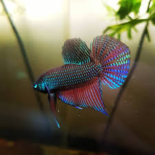 1 Place For Best Wild Bettas On Instagram Betta Smaragdina Guitar Photo Credit D Cbetta One Of My Lines Such Bea Betta Betta Fish Siamese Fighting Fish