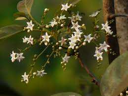 Image result for Ehretia cymosa