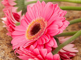 , daisy flower wallpapers hd pictures one hd wallpaper pictures 1024×768. Free Download Pictures Of Pink Daisy Pink Daisy Colorful Flowers Pictures Pink Daisy 1600x1200 For Your Desktop Mobile Tablet Explore 44 Windows Daisy Wallpaper Windows Daisy Wallpaper Daisy Wallpaper