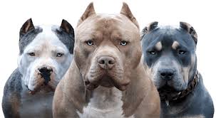 (1) check out our upcoming breedings. Xl Pitbulls Xl Bullies Puppies Blue Nose Pits Monster Bully Kennels