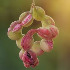 Image result for Pithecellobium dulce