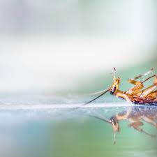 Find and research local gastroenterology specialists in punta gorda, fl. Punta Gorda Pest Control Pest Control Service