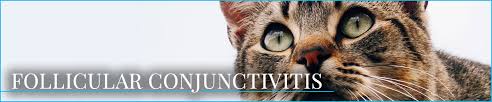 From a yellow, gooey discharge to excessive tearing, webmd explains causes and treatment of eye discharge in cats. Feline Eye Conditions Learn What They Are Animal Eye Associates P A