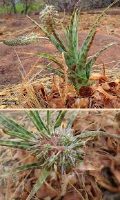 Image result for Ledebouria marginata