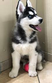 Discover Additional Information On Siberian Husky Browse Through Our Internet Site Husky Puppy Siberian Husky Dog Dogs