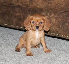 A cavapoo is a cross between the cavalier king charles spaniel and poodle dog breeds. Cavapoo Puppies Forsale Minnesota