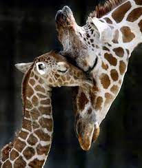 Mom And Baby Giraffe Children Inspired By Yoga