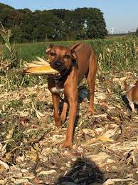 Jun 11, 2021 · the rhodesian dalmatian is a mix between the rhodesian ridgeback and the dalmatian. Rhodesian Ridgeback Mix Mischling Rhodesianridgeback De