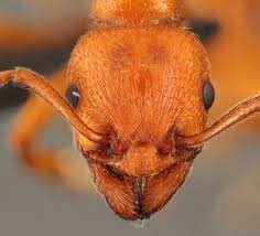 Image result for Hunteria myriantha