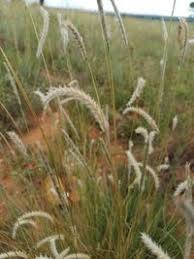 Image result for Elionurus