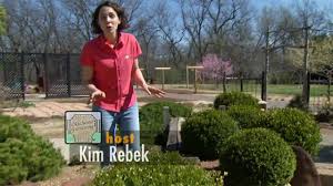 Compact shrub growing to 1 metre high with dark green foliage and deep pink bell type flowers during winter and spring. Boxwoods With Winter Damage Youtube