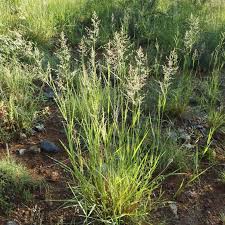 Image result for Eragrostis phyllacantha
