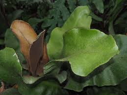 Image result for Elaphoglossum aubertii