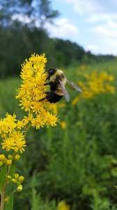 It S National Pollinator Week June 16 22 Did You Know More Than 75 Percent Of The Earth S Flowering Plants Depend On Bee Goldenrod Flower Pollinator Week Bee