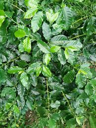 Leaf coffee tree stock footage and video (337). Coffee Tree Leaves On Coffee Tree Leaf Shoots Of Coffee Young Stock Photo Picture And Royalty Free Image Image 74109780