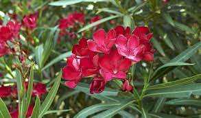 Maybe you would like to learn more about one of these? Piante Velenose Da Evitare In Un Giardino Con Bambini Crea Giardino Piante Velenose Bambini