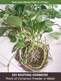 Diy Rooting Hormone Proven Pinch Of Cinnamon Powder In Water Will Bring Out Heavy Roots In Just 15days Never Thro Plants Plant Cuttings Propagating Plants