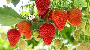 Check spelling or type a new query. Simak Cara Menanam Strawberry Sendiri Di Rumah Mudah Orami