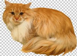 They will appreciate feather toys, mice toys and balls and the interaction they bring. Maine Coon Norwegian Forest Cat Whiskers Siberian Cat Cymric Png Clipart Animals Carnivoran Cat Cat Like