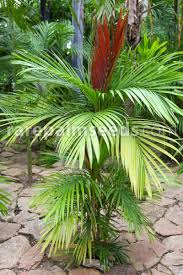 Image result for Pachycarpus lineolatus