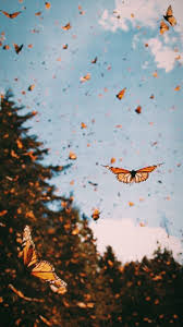 Butterfly Iphone Wallpapers Free for commercial use no attribution required high quality images.