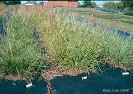 Image result for Bothriochloa bladhii