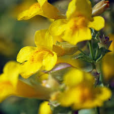 Gauklerblume Mit Bildern Pflanzen