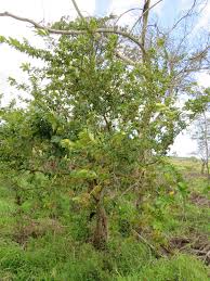 Image result for Antidesma venosum