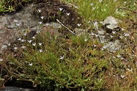 Image result for Maerua parvifolia