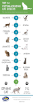 List of Hypoallergenic Cat Breeds | Best Cats for People ...