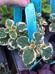 Image result for Syncolostemon