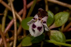 Image result for Lindernia conferta