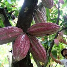 Munculnya ketombe ternyata dapat menghalangi pertumbuhan rambut, untuk menghilangkan ketombe dan rambut lebih cepat tumbuh, anda dapat mengoleskan minyak kelapa pada kulit kepala hingga. Beda Nasib Komoditas Kakao Dan Karet Ekonomi Bisnis Com