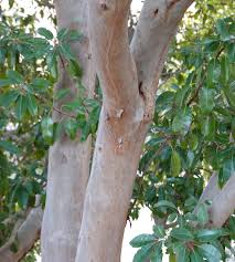 Image result for Andrachne ovalis