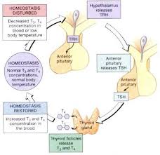 Thyroid Disease Map Tsh Hypothyroidism Symptoms Thyroid