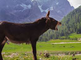 Redactor, documentary, documentaries, documentary film. Esel Tiere Berg Kostenloses Foto Auf Pixabay