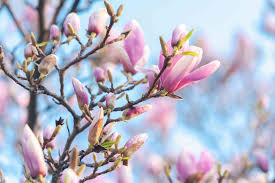 We did not find results for: 15 Plants That Offer Great Spring Blooms