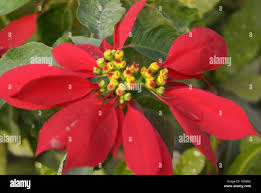 Image result for Euphorbia pulcherrima