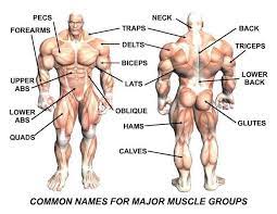 Name Of Bodybuilding Parts Muscle Groups To Workout Body Muscles Names Body Muscle Anatomy