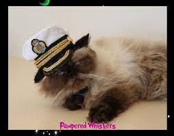 Commanding Officer Naval Hat For Dogs And Cats Etsy Dog Hat Small Dogs Dog Cat