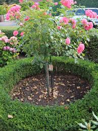 Kirschbaum vor dem pflanzen vorbereiten. Buchsbaum Buxus Sempervirens Baumschule Horstmann