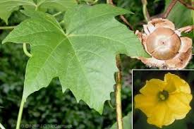 Image result for Vigna frutescens