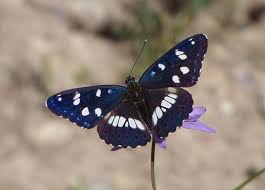 Kumpulan gambar sketsa kupu kupu. Dari Mana Warna Kupu Kupu Cantik Itu Berasal Ya Muffingraphics Com